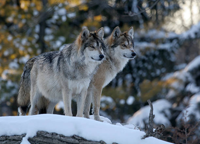 Otsaila, Febrero, mes de los lobos en euskera