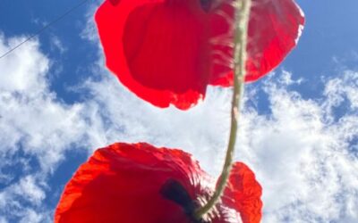 Vuelven los cursos de Reiki y las Pildoritas para Sentirse Bien